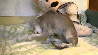 Ориентальный котенок мальчик Adamas Fabens