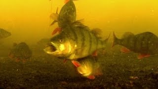 Fishing: how to catch & film underwater perch fish in HD. Рыбалка ловля окуня подводная съёмка