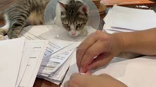 ASMR Paper Shuffling Noises, Sorting and Sifting