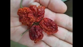 Alamo Peppers Dried Carolina Reaper Pod Taste Test