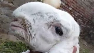 Kajli Sheep ? Pure Kaki sheep and Kaki Baby sheep ? must Wach