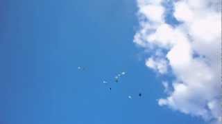 Бакинские бойные голуби Кулиша Сергея 16.06.2012