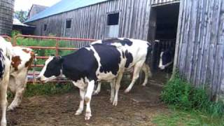 Amish cows....