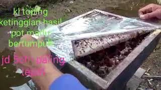 PENGECEKAN STUP/TOPING LEBAH TRIGONA ITAMA