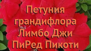 Петуния грандифлора Лимбо Джи Пи Ред Пикоти ? обзор: как сажать, семена петунии
