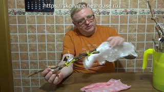 Подготовка черенков к майской прививке