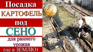 КАРТОФЕЛЬ ПОД СЕНО. Сильно проросшая картошка вы такую сажаете? Я посадила для раннего урожая.