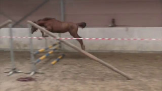 Quevara van 't Merelsnest (Darco filly 2016)