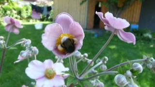 hummel an herbstanemone