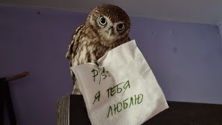 Совёнок Лучик причиняет добро и наносит пользу
