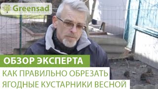 Как правильно обрезать ягодные кустарники весной