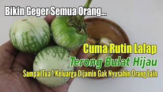 TERBARU... CUMA SERING LALAPAN PAKAI TERONG HIJAU, EFEKNYA LUAR BIASA DI USIA TUA
