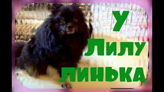 Вычесывание шпица. Лилу скидывает шерсть. Линька собак.