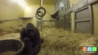 Gorilla Cuddle Time: Gandai and surrogate mother Bulera