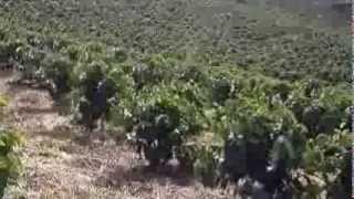 TESTIMONIO SALGAR EN CAFE 10 HECTARES CON LOMBRICOL FO E01