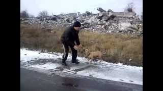 СОБАКУ В КОСМОС