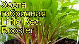 Хоста гибридная Литл ред рустер. Краткий обзор, описание hosta hybrida Little Red Rooster
