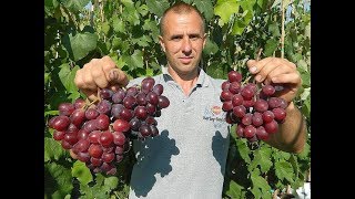 Виноград Эверест. Сезон 2017 (Grapes Everest. Season 2017)