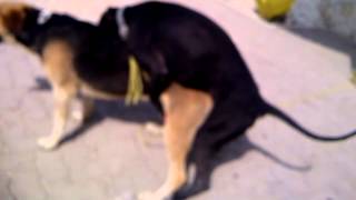 Two Gay Male Dogs Part 1
