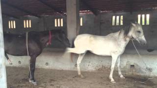 horse mating