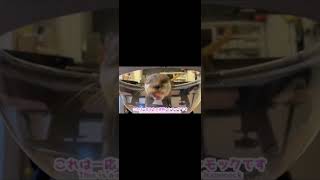 好物のサーモンにはしゃぎ猫の巣に乱入するカワウソ otter that is too cheerful for his favorite salmon #shorts #animal