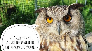 Почему у совы зрачки разного размера? Недобрая сова утром жаркого дня