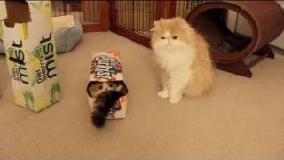 Soda Box Kitten