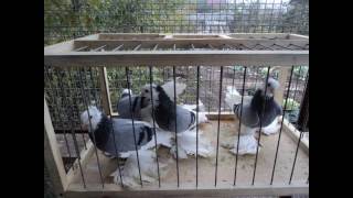Tauben / Pigeons / Георгиевские бойные голуби (Евгений Бобб / Оренбург, Россия )