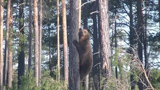 Внезапная встреча с Медведицей и тремя Медвежатами. Лето 2019.