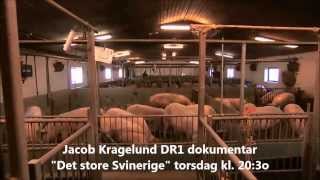Jacob Kragelund Det store Svinerige - DR Dokumentar torsdag kl. 20:3o
