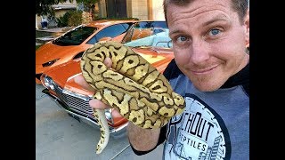 Pomona Reptile Supershow 2018