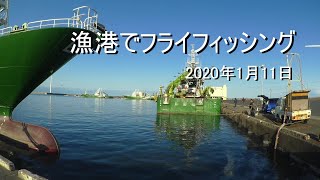 漁港でフライフィッシング 2020年1月11日