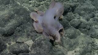 Colorful Critters of All Shapes and Sizes on Unnamed Seamount D | Nautilus Live