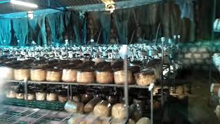 Milky  mushroom cultivation in Andhra Pradesh