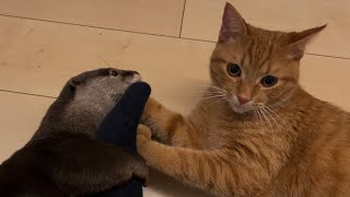 カワウソさくら 大きくなった猫が今度はカワウソにちょっと抱きつく Otter and cat sticking together