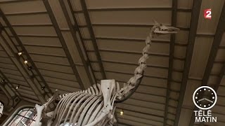 Sciences - Paléontologie et ostéopathie