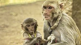 The Monkey Player - Lords of the Animals
