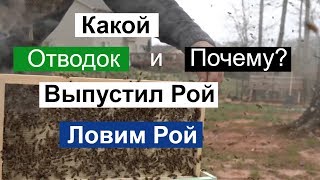 Пасека #112 Почему Отводок пчёл, Выпустил Рой, Ловим Рой/ Пчеловодство для начинающих