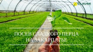 ПОСЕВ ПЕРЦА НА РАССАДУ | ПОСЕВ ПЕРЦА ГЕРКУЛЕС F1 НА ЗАКАРПАТЬЕ