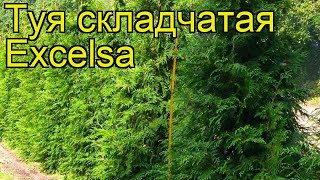 Туя складчатая Эксцельса. Краткий обзор, описание характеристик thuja plicata Excelsa