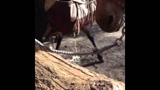 Horse Pees!!!!!!!!!!
