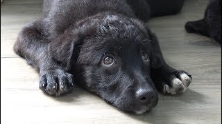How Can I Tell This Dog That Nobody Wants To Adopt Her?