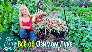 ???? Всё о выращивании озимого лука: посадка, полив, уборка урожая, хранение - по технологии Гордеевых