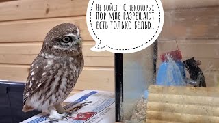 Сычу Лучику поставили 3D TV с одной круглосуточной передачей. Залипательно!