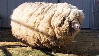 This sheep had no friends for 6 years. See her reaction when she gets one.