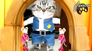 ?? Котик Диксон – Шериф со сверкающим взглядом. Смешное видео с кошками