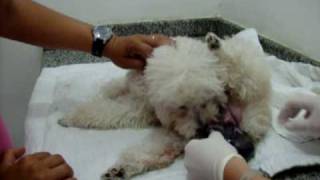 Parto - Poodle Annita