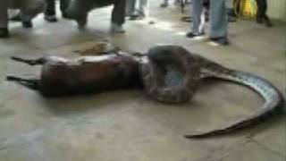 Python swallowes a deer alive, then spits it out
