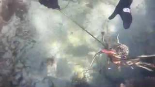 Spearfishing qld part 1