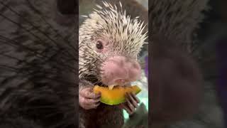 Rico Eating Melon - Cincinnati Zoo #shorts